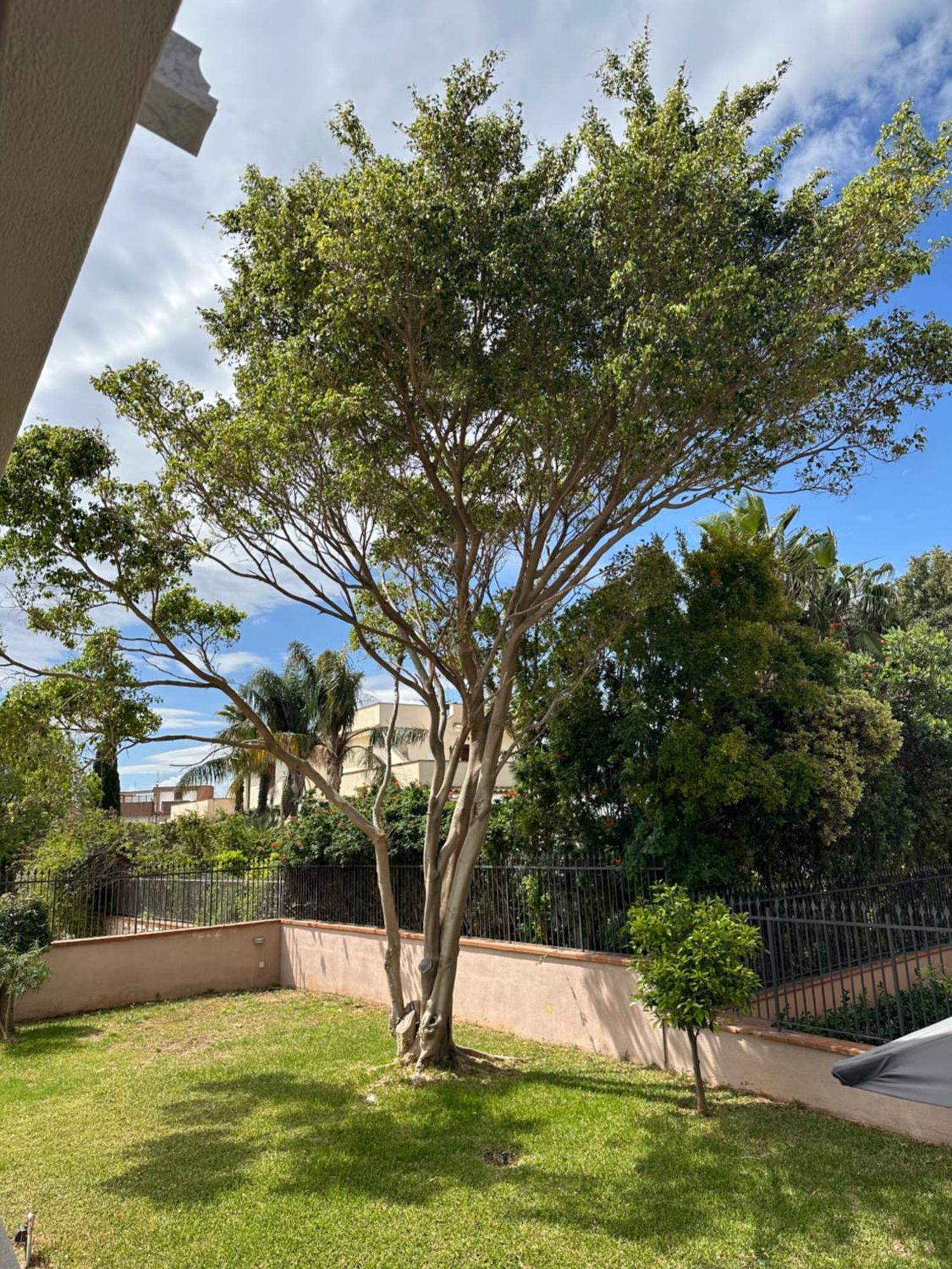 Sara Mondello Garden Level Apartment Palermo
